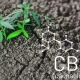 cbd-hemp-plant-garden-science