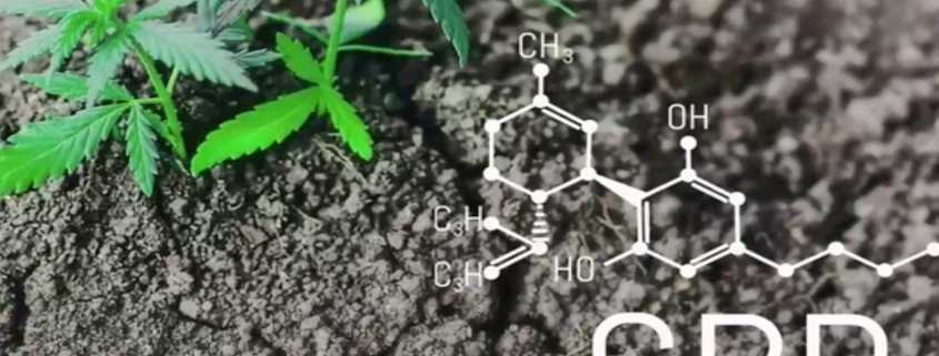 cbd-hemp-plant-garden-science